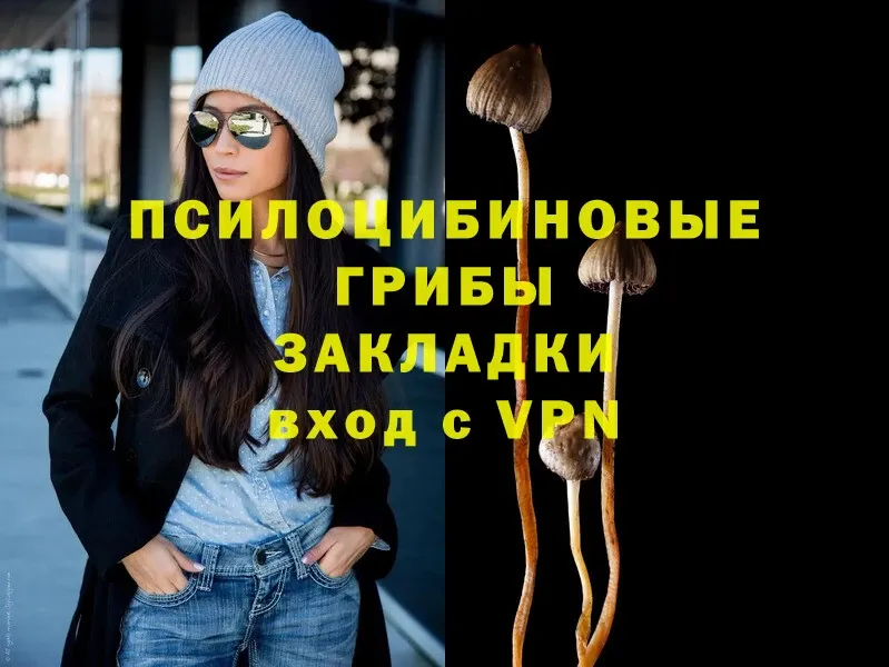 купить наркотики сайты  Колпашево  Псилоцибиновые грибы Psilocybe 